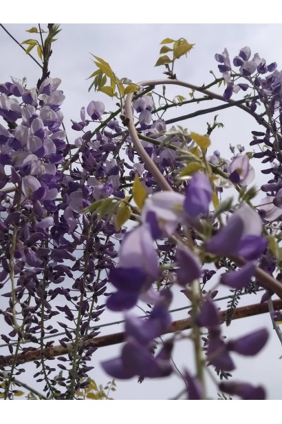 Wisteria floribunda ‘Multijuga‘ в полном цветении на опоре